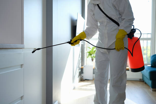 Mold Odor Removal Services in Leisuretowne, NJ